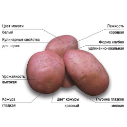 ФЛАМИНГО
