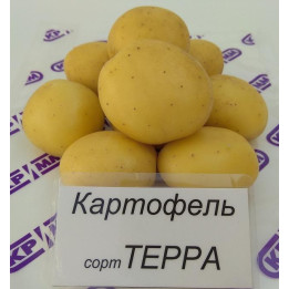 ТЕРРА