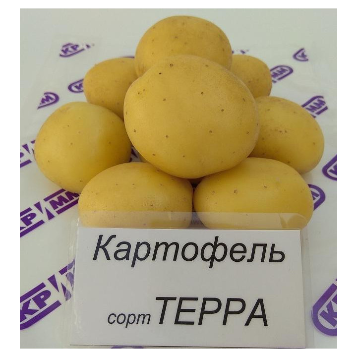 ТЕРРА