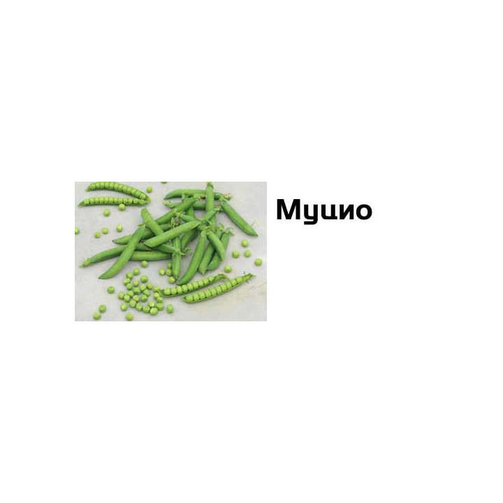 Муцио / Mucio