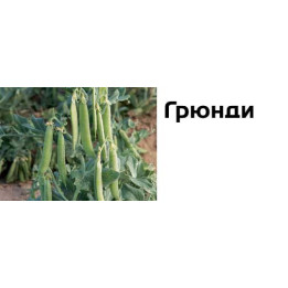 Грюнди