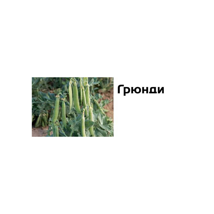 Грюнди