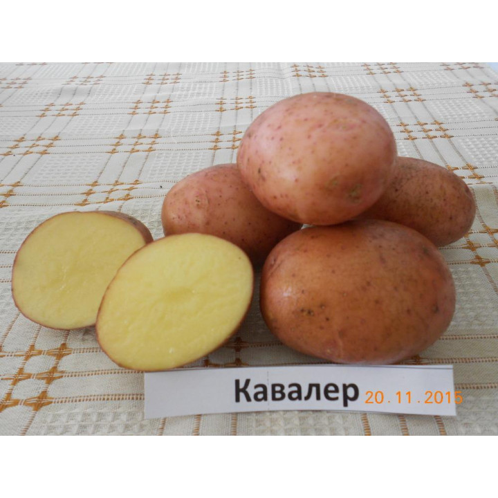 КАВАЛЕР