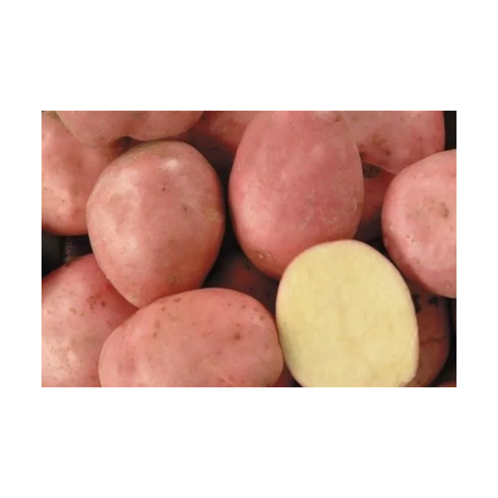 КУМАЧ