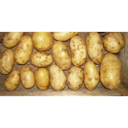 БРОННИЦКИЙ