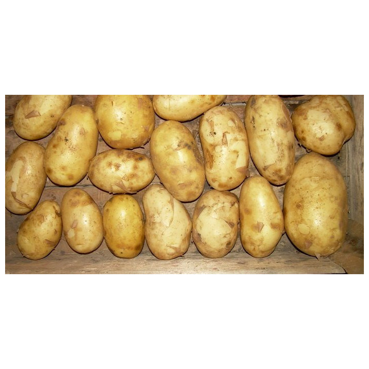 БРОННИЦКИЙ