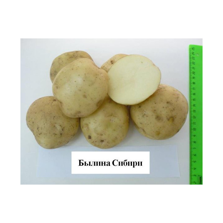 БЫЛИНА СИБИРИ