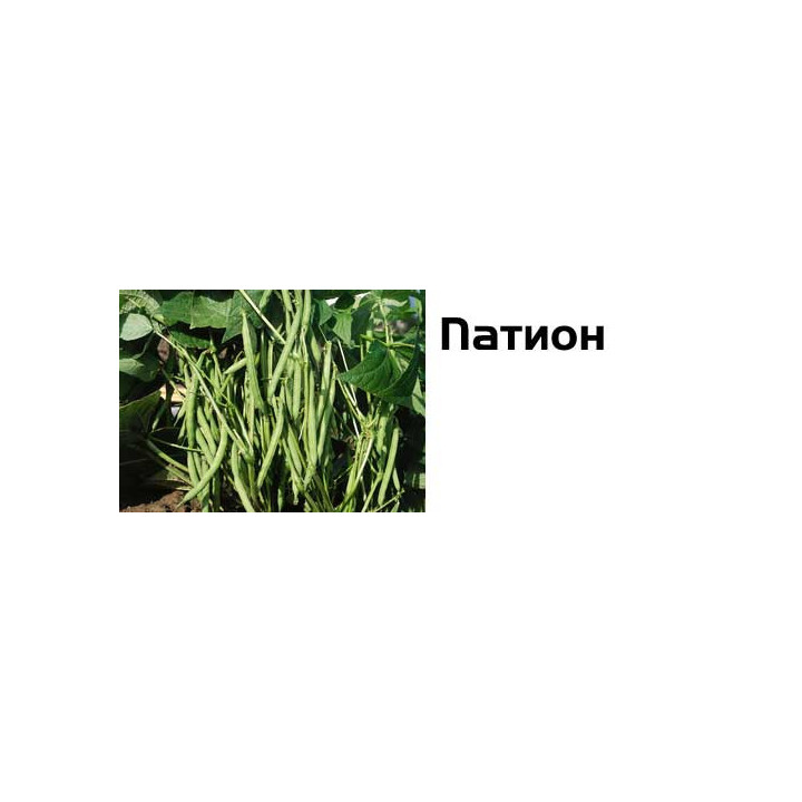 Патион / Pation