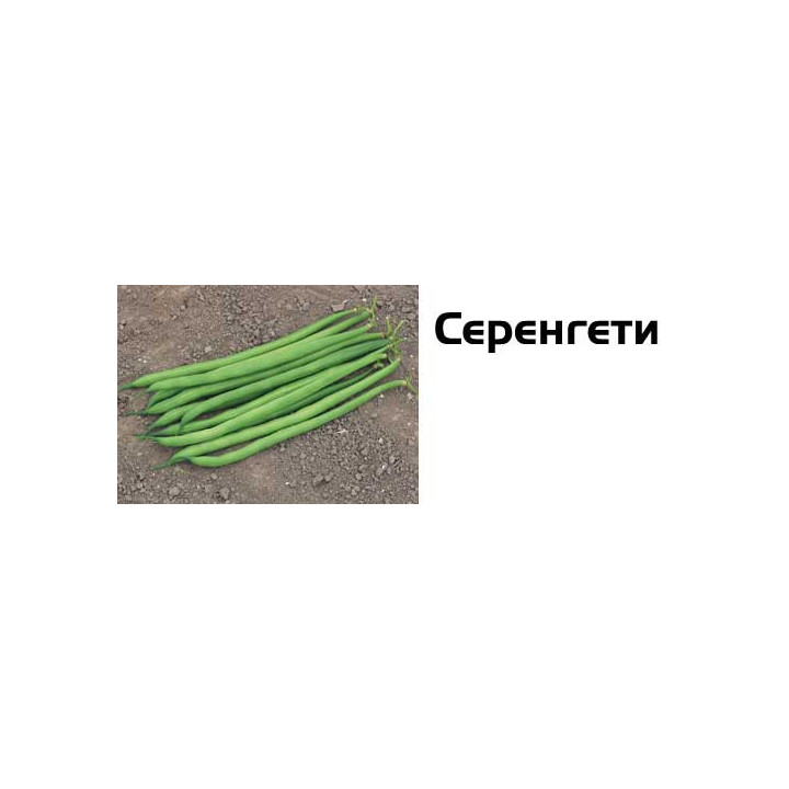 Серенгети / Serengeti