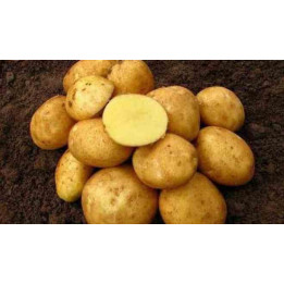 КАЗАЧОК