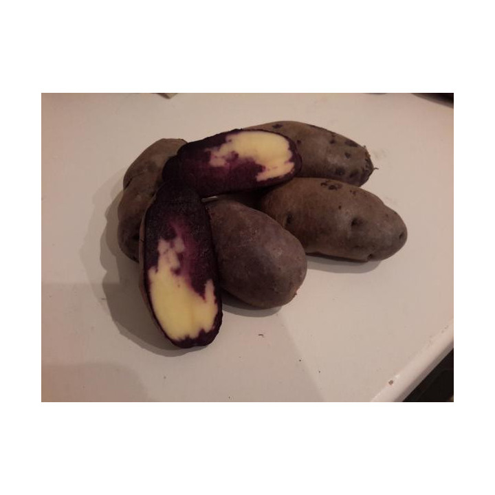 СЕВЕРНОЕ СИЯНИЕ