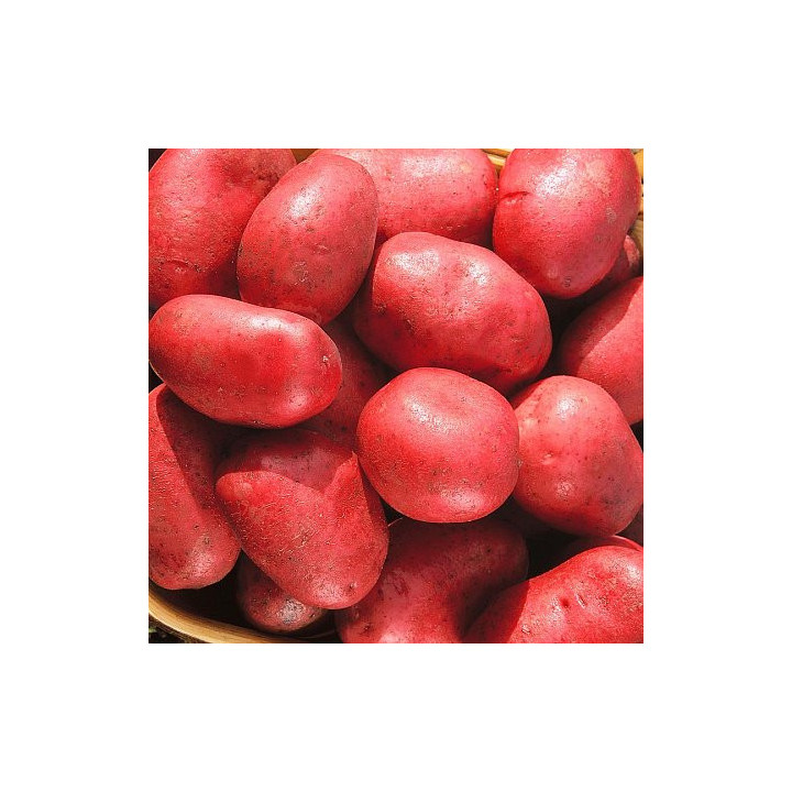 УТРО РАННЕЕ