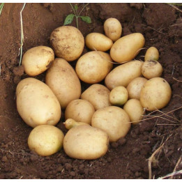 ЛЕДИ САРА