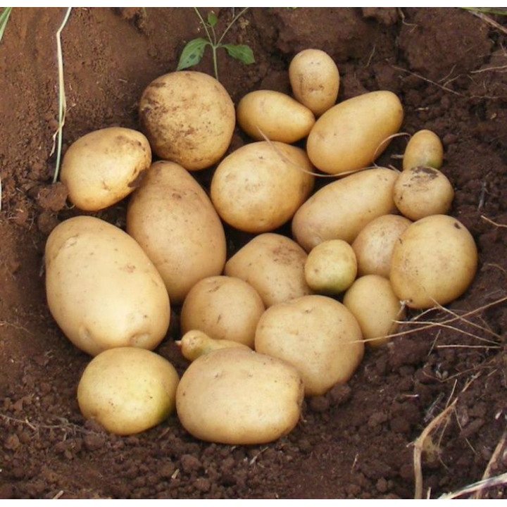 ЛЕДИ САРА