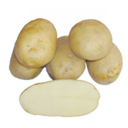 БАРИН