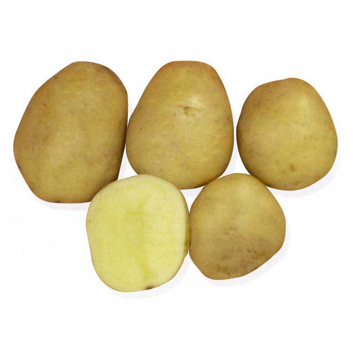ОНЕЖСКИЙ