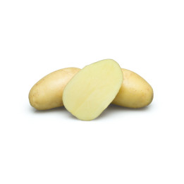 ЭЛ МУНДО