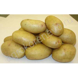 ВЕЛИКАН