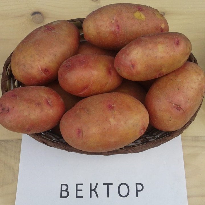 ВЕКТОР