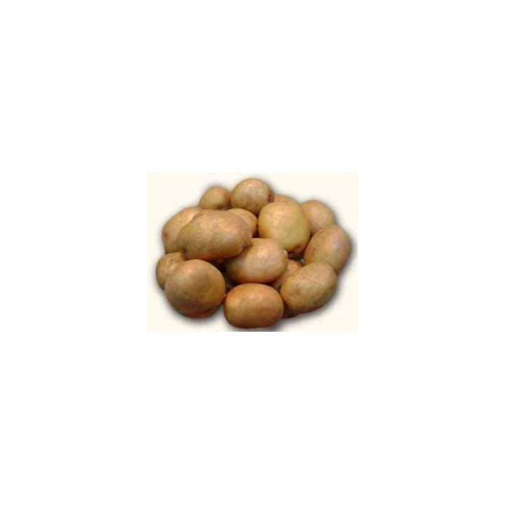 БЕЛОУСОВСКИЙ