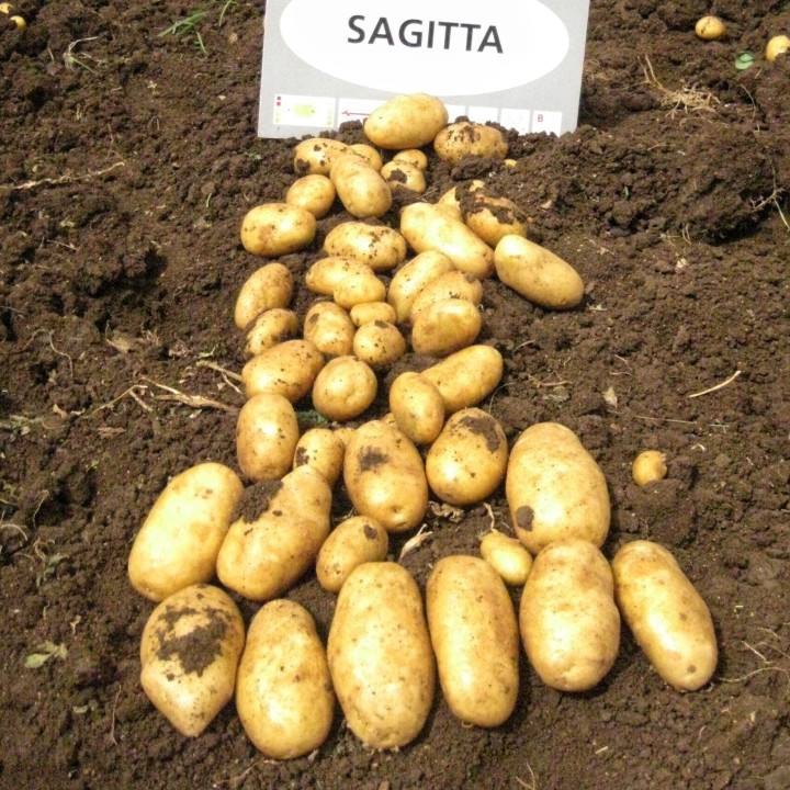 САГИТТА
