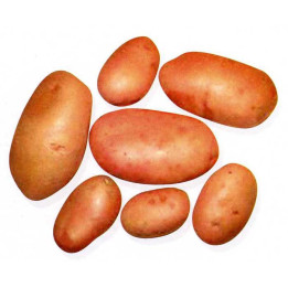 МАТУШКА