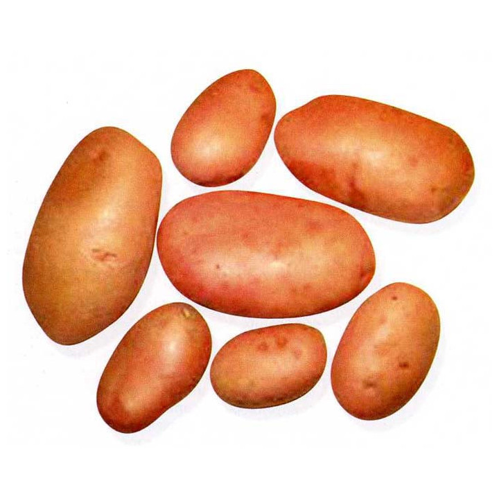МАТУШКА