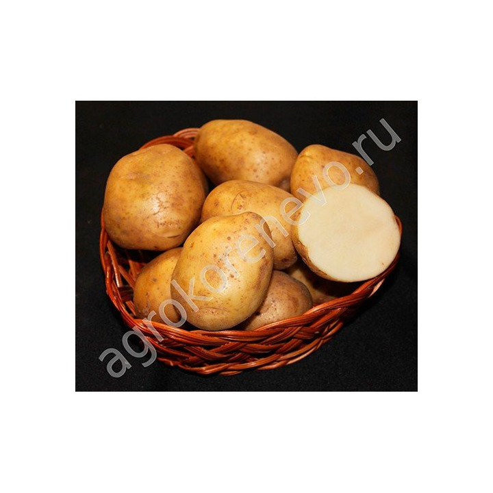 НИКУЛИНСКИЙ