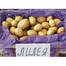 ЛИЛЕЯ БЕЛОРУССКАЯ