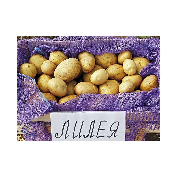 ЛИЛЕЯ БЕЛОРУССКАЯ