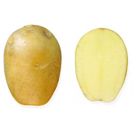 ЗОЛЬСКИЙ