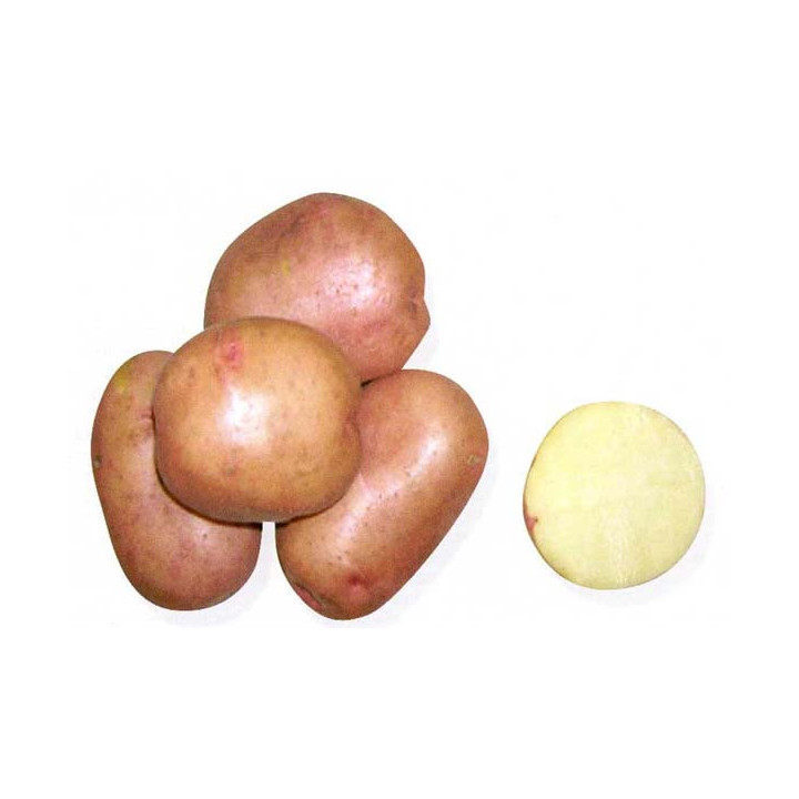 ХОЗЯЮШКА