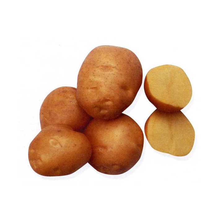 СОЛНЫШКО
