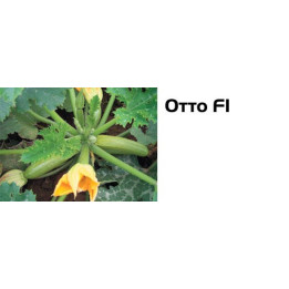 Отто F1 / Otto F1