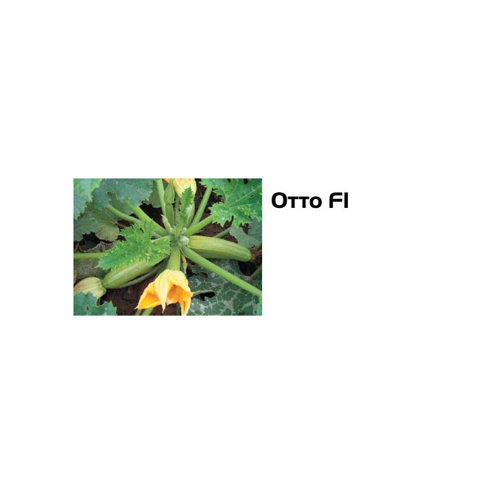 Отто F1 / Otto F1