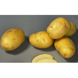 ЖАННА
