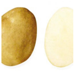 РАМЗАЙ