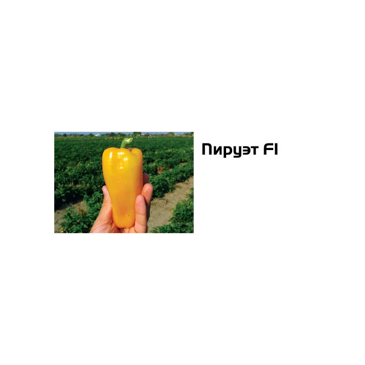 Пируэт F1 /  Pirouet F1
