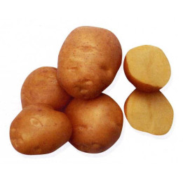 СОЛНЕЧНЫЙ