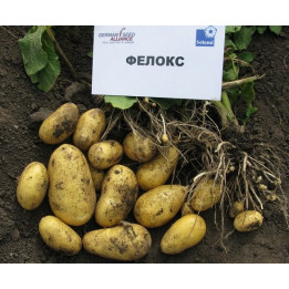ФЕЛОКС