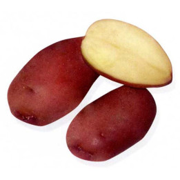 СПИРИДОН