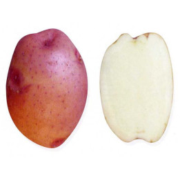 НАРТ 1
