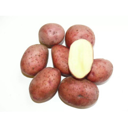 ЛЮБАВА