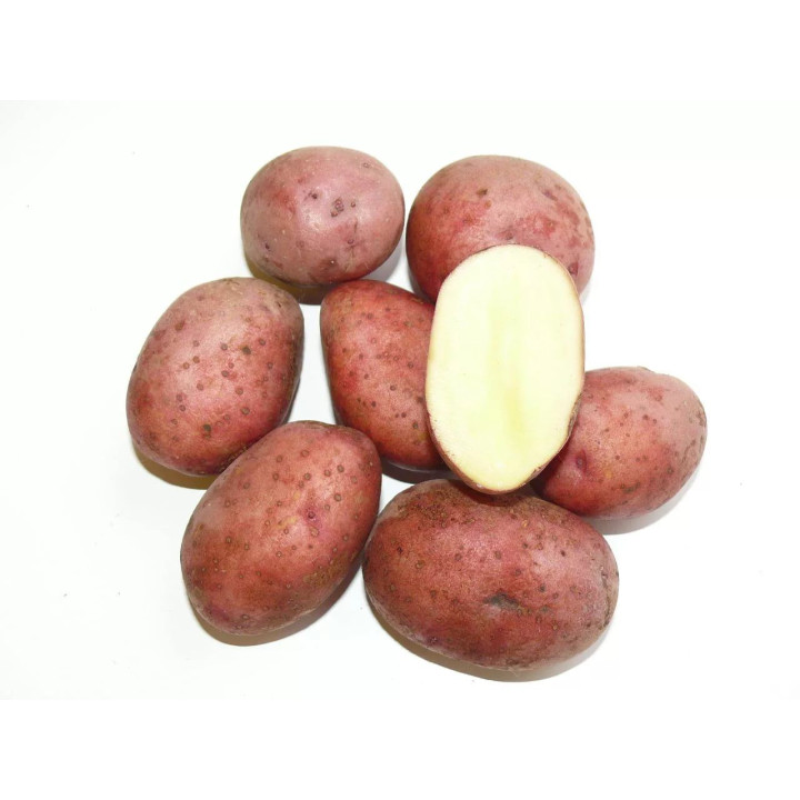 ЛЮБАВА