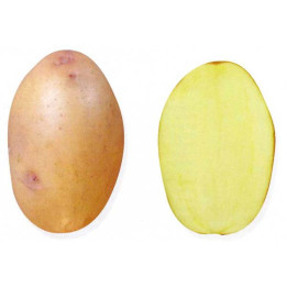ХОЛМОГОРСКИЙ