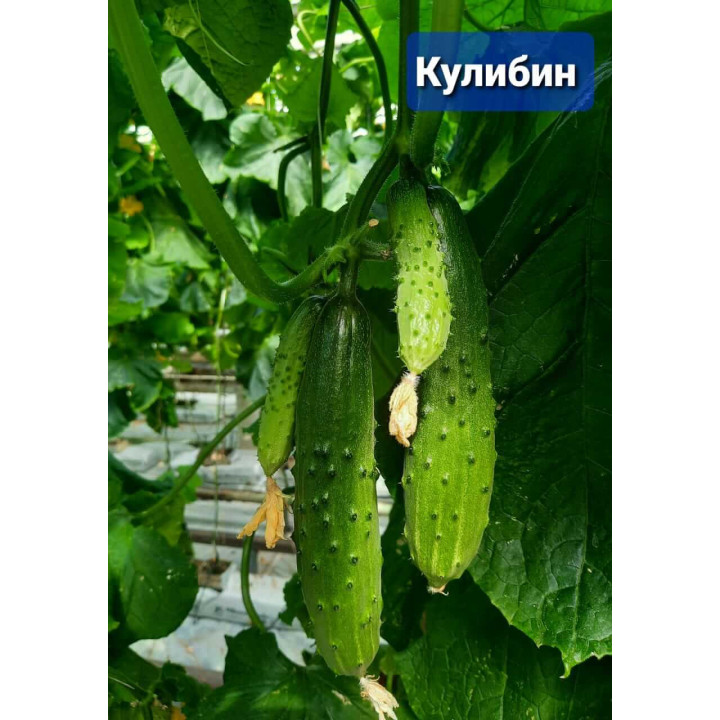 КУЛИБИН