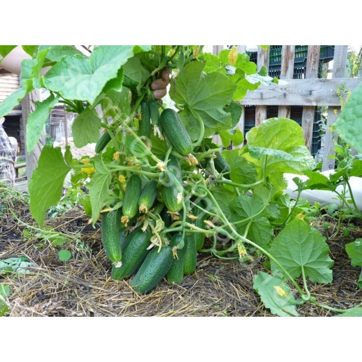 КУСТОВОЙ
