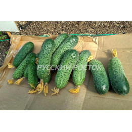 МАКСИМОРА