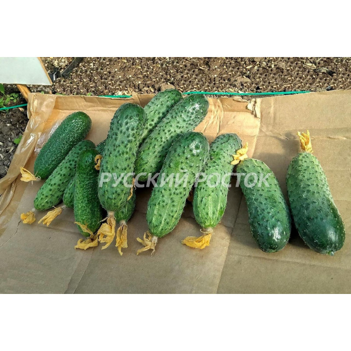 МАКСИМОРА
