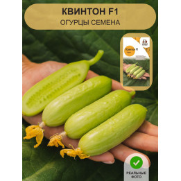 КВИНТОН